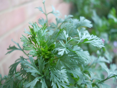 Chinese parsley, cilantro or coriander leaves