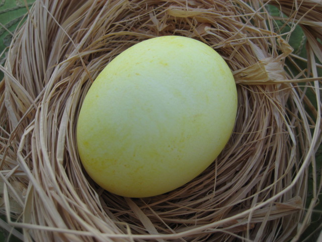 turmuric natural egg dye