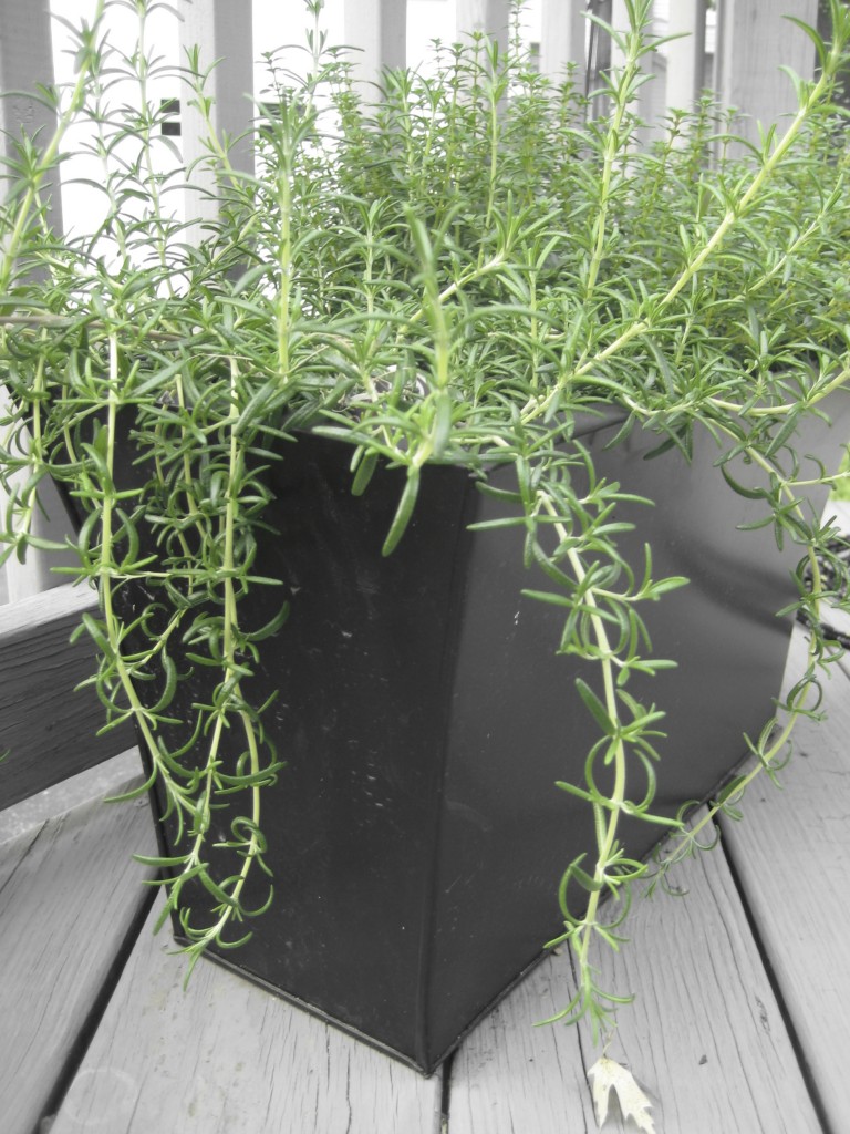 Rosemary